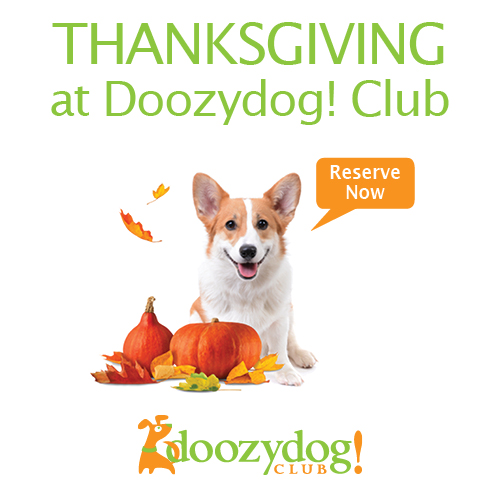 Reserve Now For Thanksgiving at Doozydog! Club